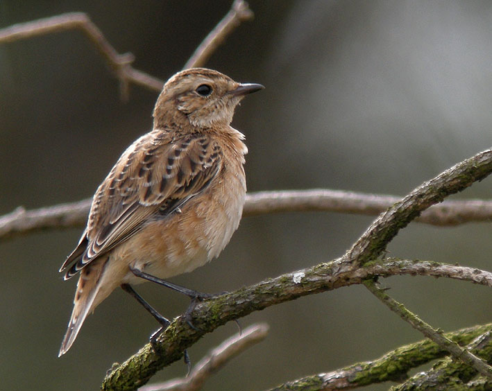 Migrateur, landes du Cragou, Plougonven (Finistre), 7 septembre 2011, photo Franois Sit.