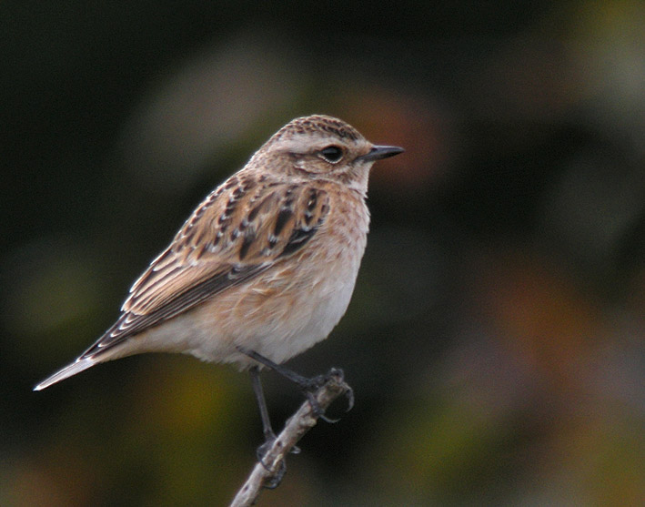 Migrateur, landes du Cragou, Plougonven (Finistre), 7 septembre 2011, photo Franois Sit.