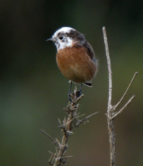 Tarier ptre leucique ( tte blanche), landes du Cragou, Plougonven (Finistre), 3 septembre 2011, photos Franois Sit.