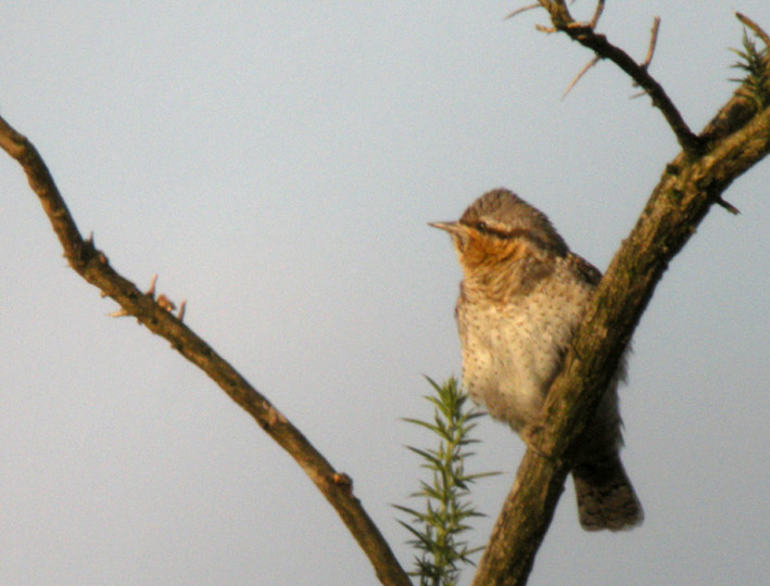 Migrateur, landes du Cragou, Plougonven (Finistre), 01 septembre 2011, photo Franois Sit.