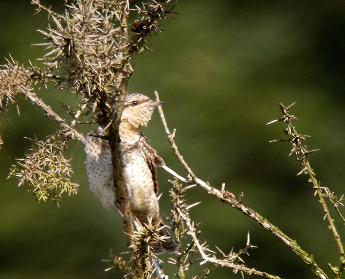 Migrateur, landes du Cragou, Plougonven (Finistre), 01 septembre 2011, photo Franois Sit.