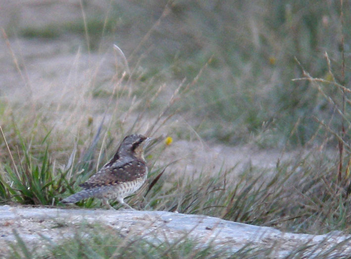 Migrateur, landes du Cragou, Plougonven (Finistre), 31 aot 2012, photo Franois Sit.