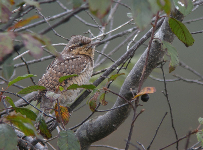 Migrateur, landes du Cragou, Plougonven (Finistre), 03 septembre 2011, photo Franois Sit.