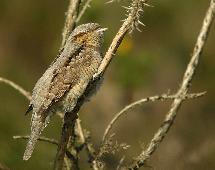 Migrateur, landes du Cragou, Le Clotre-Saint-Thgonnec (Finistre), 05 septembre 2012, photo Franois Sit.