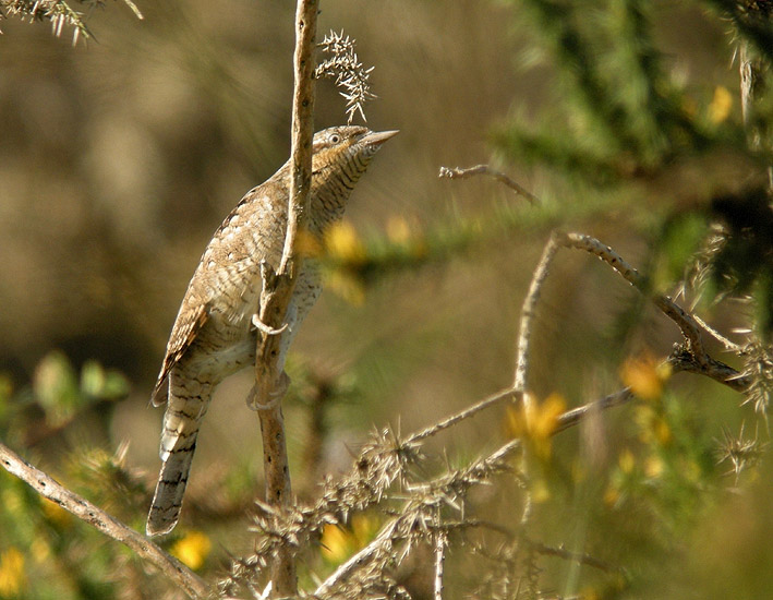 Migrateur, landes du Cragou, Le Clotre-Saint-Thgonnec (Finistre), 05 septembre 2012, photo Franois Sit.