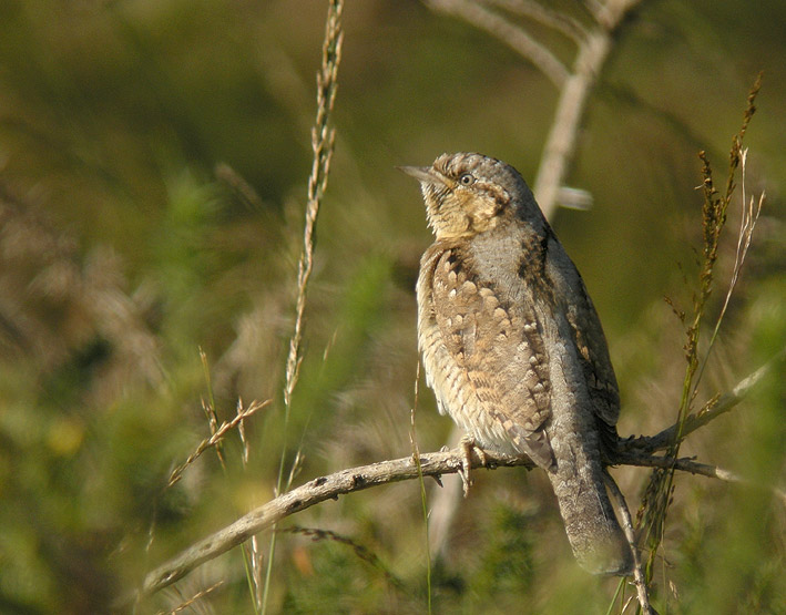 Migrateur, landes du Cragou, Le Clotre-Saint-Thgonnec (Finistre), 05 septembre 2012, photo Franois Sit.