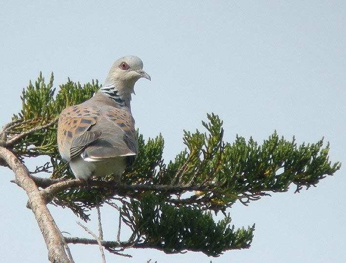 Mle, Kerharo, Plomeur (29 Sud), 9 juin 2008, photo Franois Sit.