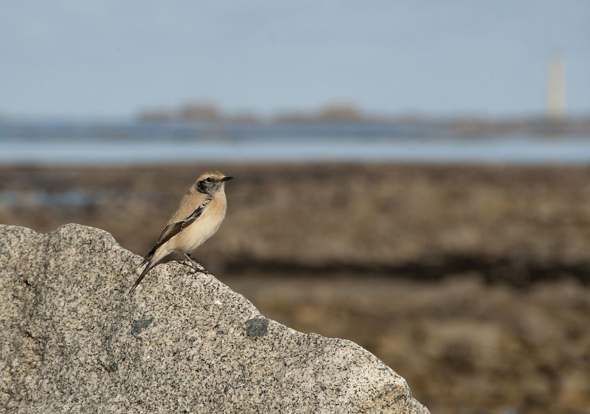 Jeune mle en plumage d'hiver, Sillon de Talbert, Pleubian (Ctes-d'Armor), 23 novembre 2011, photo Jean-Michel Lucas.