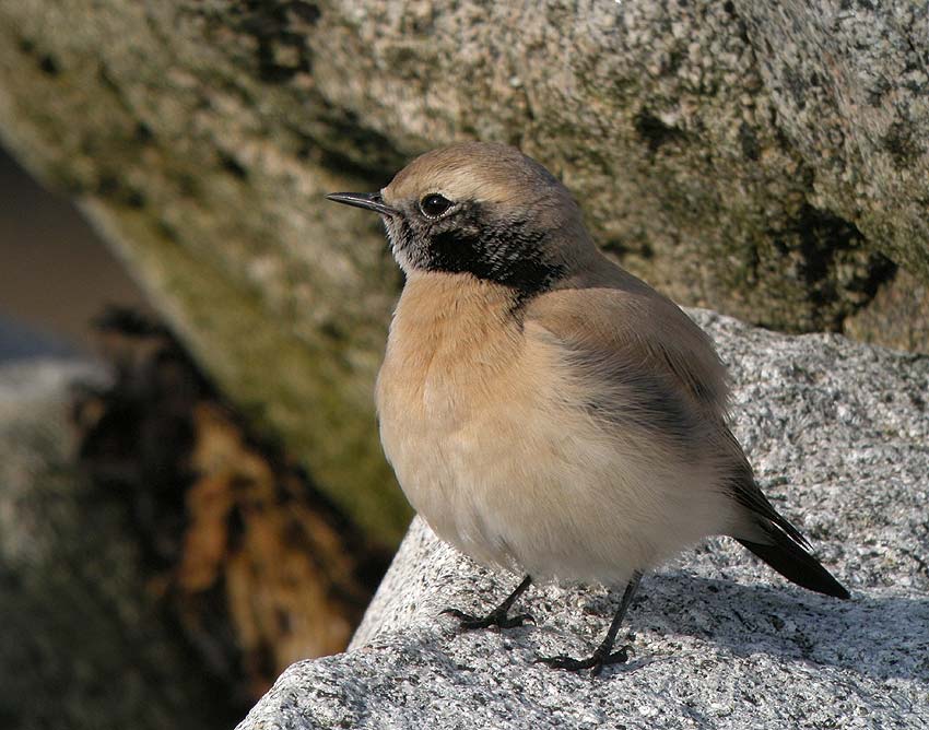 Jeune mle en plumage d'hiver, Sillon de Talbert, Pleubian (Ctes-d'Armor), 23 novembre 2011, photo Franois Sit.