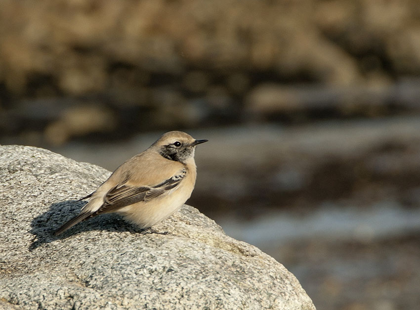 Jeune mle en plumage d'hiver, Sillon de Talbert, Pleubian (Ctes-d'Armor), 23 novembre 2011, photo Jean-Michel Lucas.