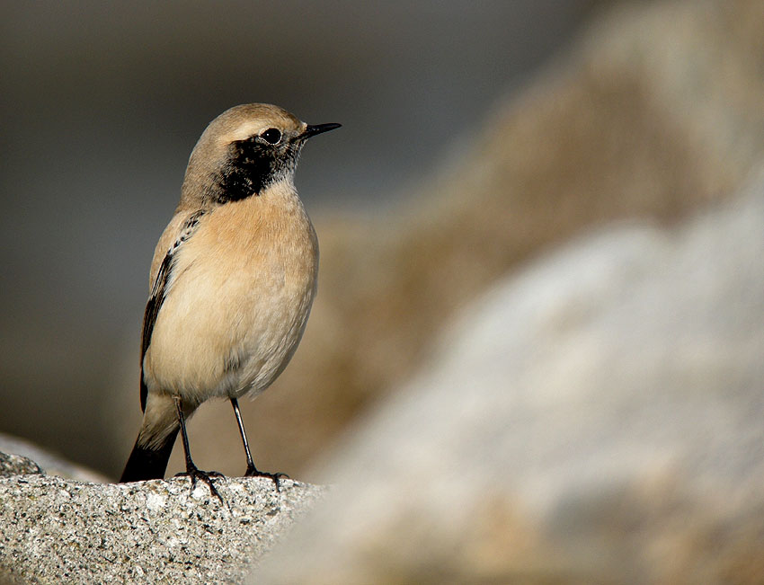 Jeune mle en plumage d'hiver, Sillon de Talbert, Pleubian (Ctes-d'Armor), 23 novembre 2011, photo Franois Sit.