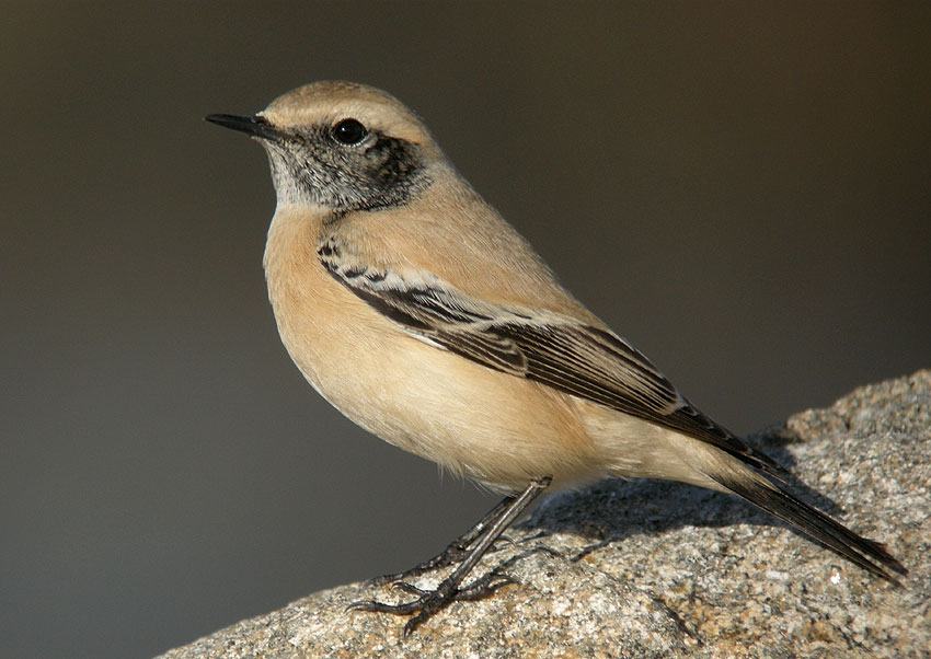 Jeune mle en plumage d'hiver, Sillon de Talbert, Pleubian (Ctes-d'Armor), 23 novembre 2011, photo Franois Sit.