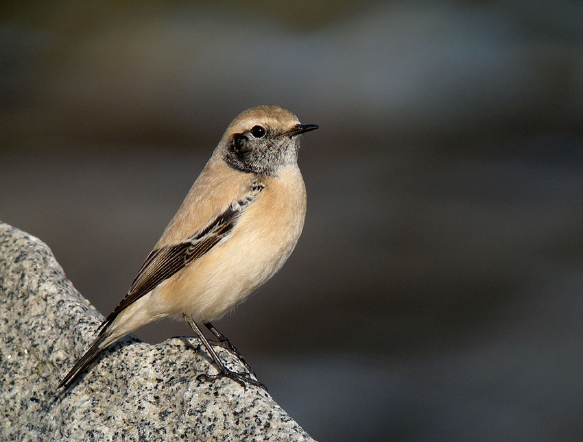 Jeune mle en plumage d'hiver, Sillon de Talbert, Pleubian (Ctes-d'Armor), 23 novembre 2011, photo Franois Sit.