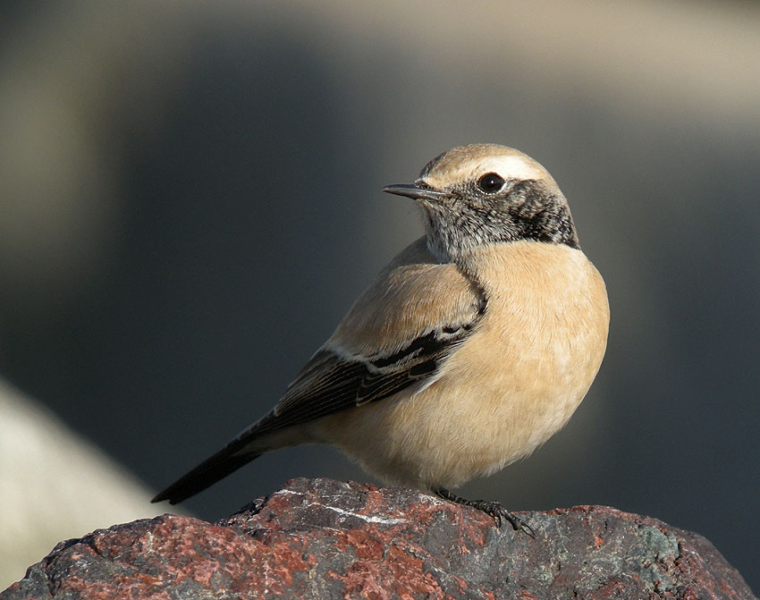 Jeune mle en plumage d'hiver, Sillon de Talbert, Pleubian (Ctes-d'Armor), 23 novembre 2011, photo Franois Sit.