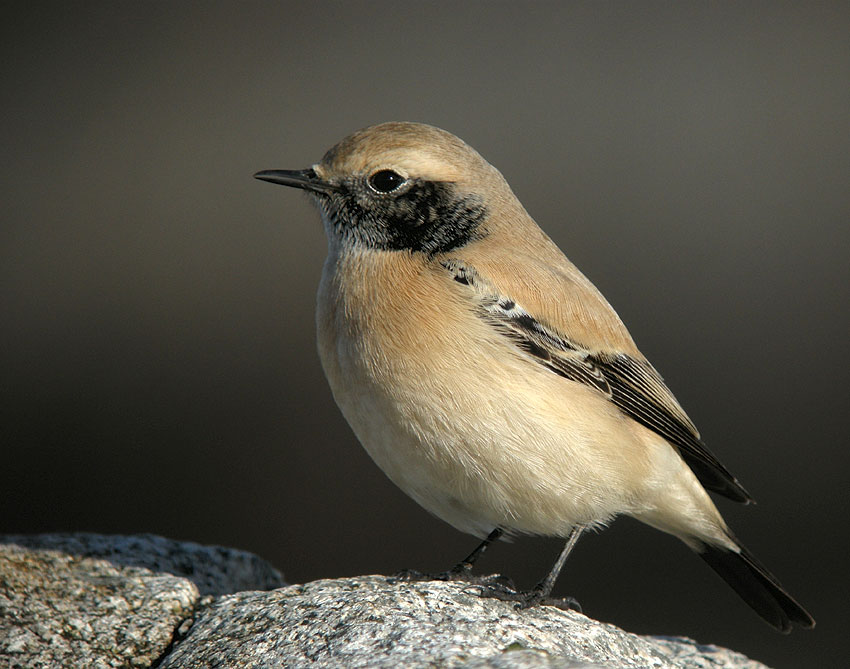 Jeune mle en plumage d'hiver, Sillon de Talbert, Pleubian (Ctes-d'Armor), 23 novembre 2011, photo Franois Sit.