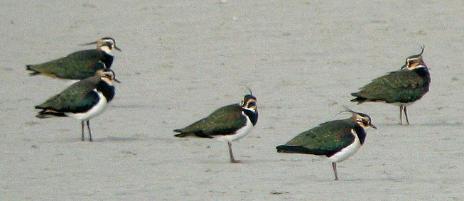 Baie du Kernic, Plounevez-Lochrist (Finistre), 12 novembre 2007, photo Franois Sit.