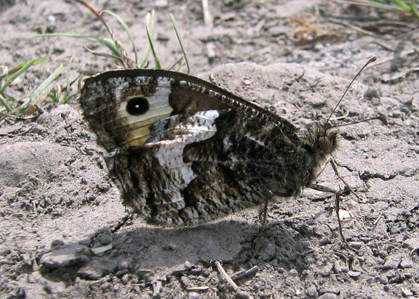 Landes de Crac'h-Pluen, Botsorhel (29), aot 2000.