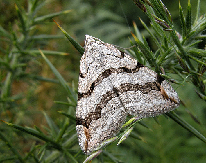 Landes du Cragou, Plougonven (Finistre), 25 aot 2013, photo Franois Sit.