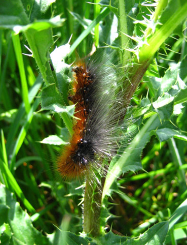 Chenille, landes de la Poterie, Lamballe (22), 18 mai 2008, photo Brigitte Lorella.