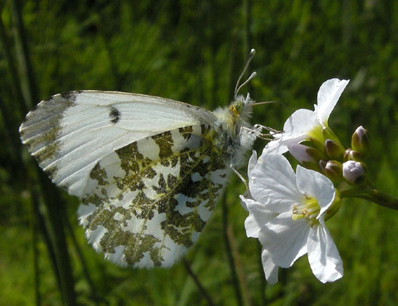 Femelle, Vergam, Scrignac (Finistre), 5 mai 2010, photo Franois Sit.