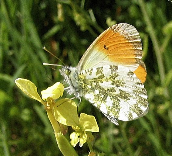 Mle, prairie de Kergreis, Plougonven (29), 28 mai 2005.