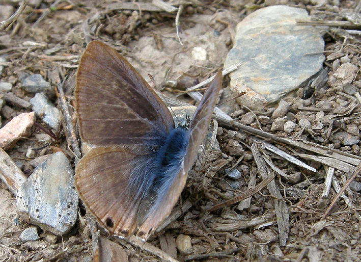 Femelle, Landes du Cragou, Plougonven (29), le 28 aot 2019, photo : Franois Sit