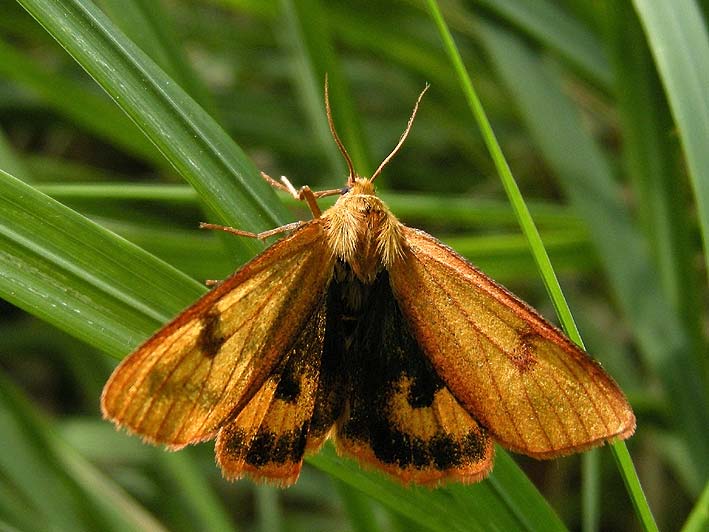 Femelle, landes du Vergam, Plougonven/Scrignac (Finistre), 27 juin 2010, photo Franois Sit.