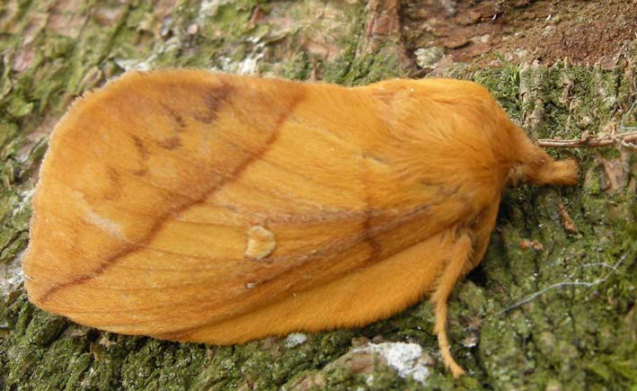 Femelle au repos, Kergreis, Plougonven (29), 7 aot 2008, photo Franois Sit.