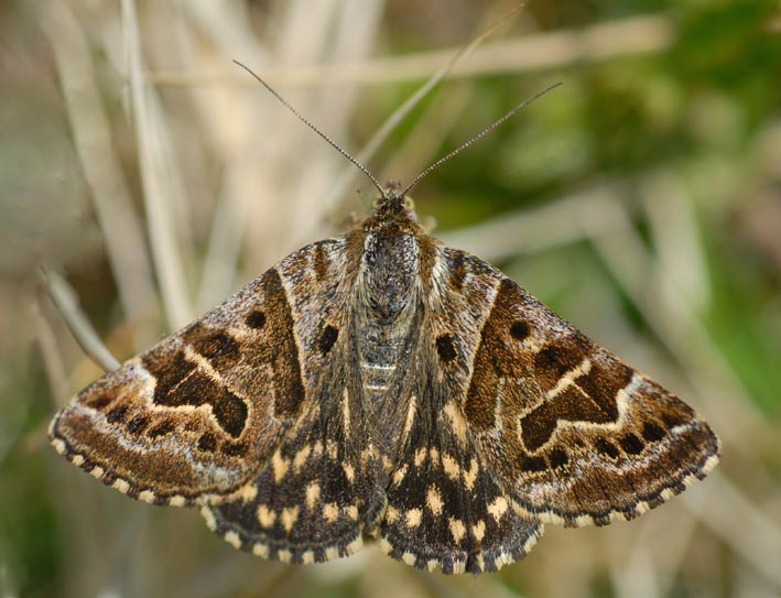 Prairie de Kergreis, Plougonven (Finistre), 12 mai 2010, photo Franois Sit.