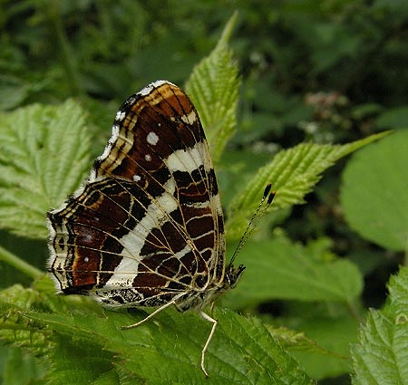 Forme estivale, Vergam, Plougonven/Scrignac (Finistre), 17 juillet 2009, photo Franois Sit.