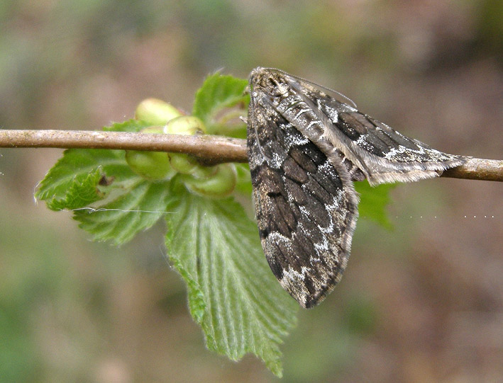 Prairie de Kergreis, Plougonven, (Finistre), 3 mai 2014, photo Franois Sit.