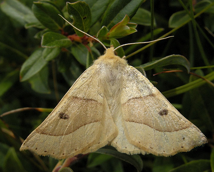 Femelle, dunes de Keremma, Trflez (Nord-Finistre), 14 aot 2011, photo Franois Sit.