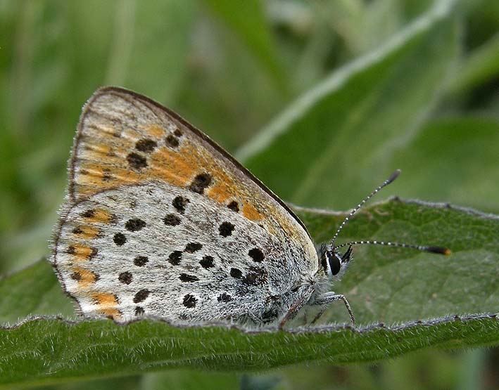 femelle, prairie, Kerloret-Kergreis, Plougonven (Finistre), 4 juin 2010, photo Franois Sit.