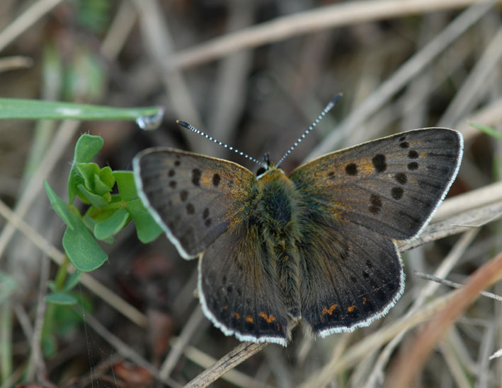 Mle, prairie de Kergreis, Plougonven (Finistre), 9 aot 2010, photo Jean-Michel Lucas.