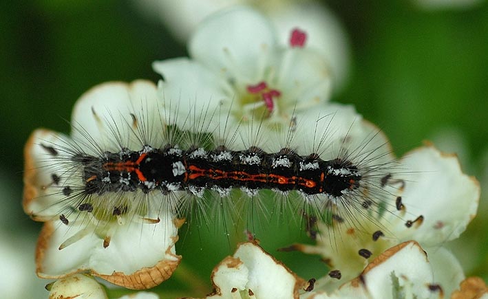 Chenille sur Prunellier, Plestin-les-Grves (22), 20 mai 2009, photo Jean-Michel Lucas.