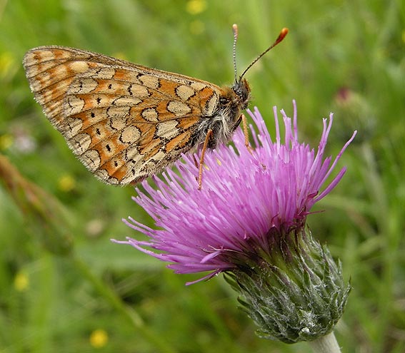 Prairie de Kergreis, Plougonven (29), 4 juin 2008, photo Franois Sit.