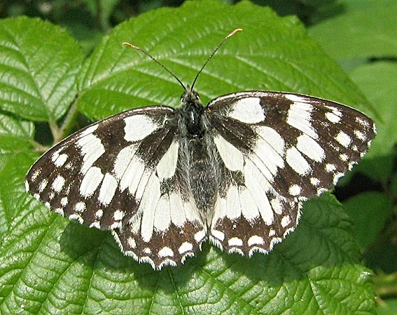 Prairie de Kergreis, Plougonven (29), juin 2005.