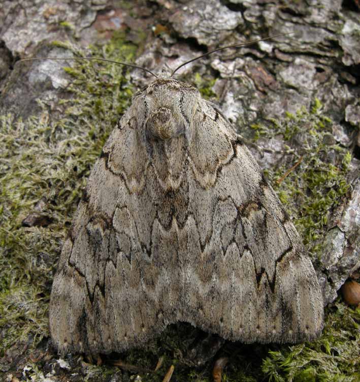 Kergreis, Plougonven (Finistre), 15 aot 2009, photo Franois Sit.