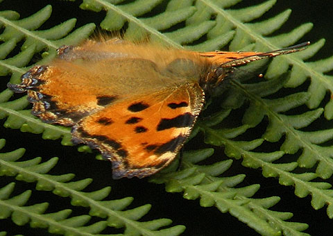 Crtes boises du Cragou, Plougonven (Finistre), 24 juillet 2010, photo Franois Sit (digiscopie).