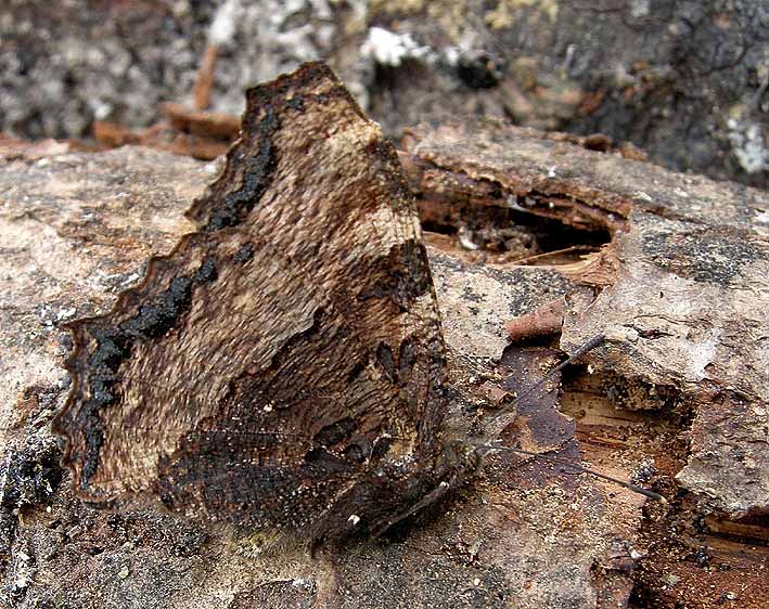 Imago en hibernation dans un tas de bois, Kergreis, Plougonven (Finistre), 24 dcembre 2011, photo Franois Sit.