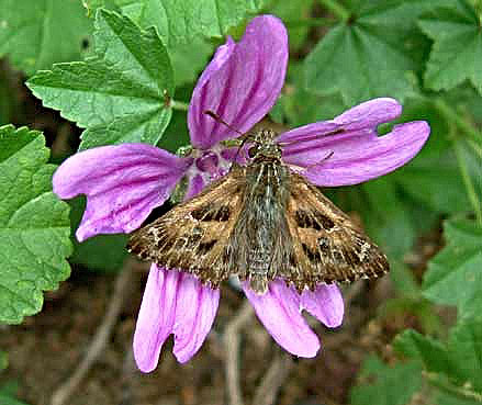 Trlvern (22), t 2005. Photo Brigitte LORELLA.