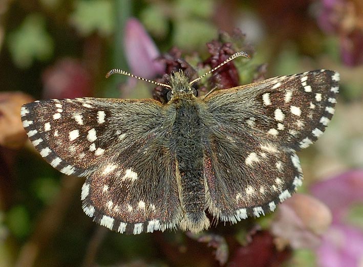 Prairie de Kergreis, Plougonven (Finistre), 12 mai 2010, photo Franois Sit.