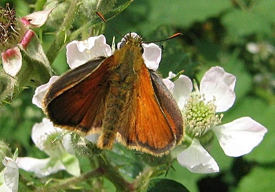 Prairie de Kergreis, Plougonven (29), juillet 2005.