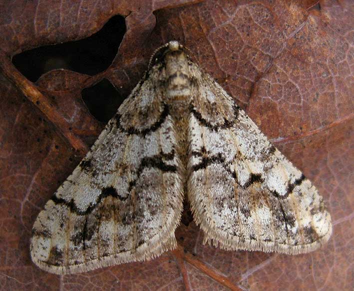 Mle, tourbire du Vergam, Plougonven (Finistre), 22 fvrier 2009, photo Franois Sit.