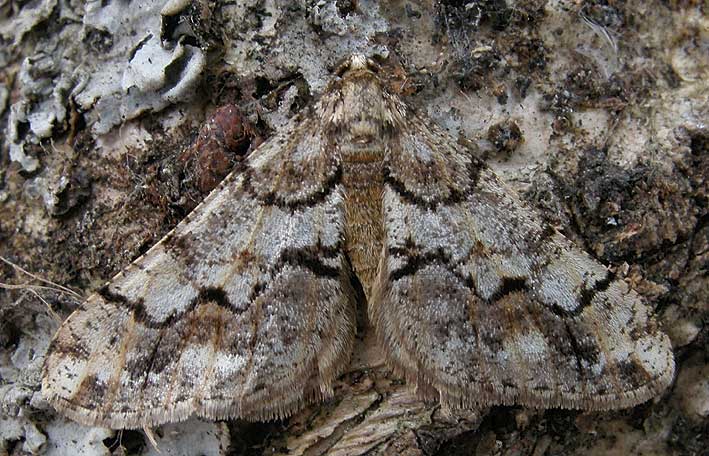 Mle, tourbire du Vergam, Plougonven (Finistre), 22 fvrier 2009, photo Franois Sit.