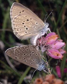 Accouplement, Prat-ar-Mel, Lescouet-Gouarec (22), aot 2005, photo Jean-Michel Lucas.