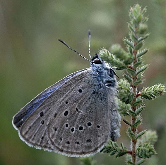 Mle, Crach-Pluen, Botsorhel (29), aot 2000, photo Franois Sit.