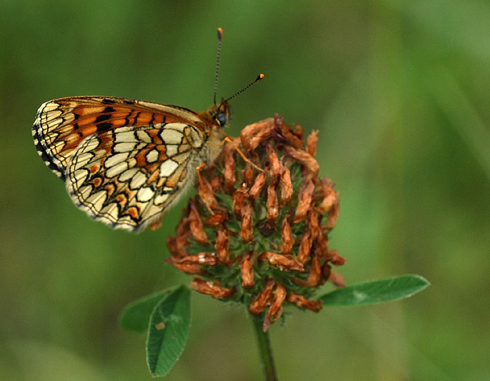 Brenne, 18 mai 2011, photo Jean-Michel Lucas.