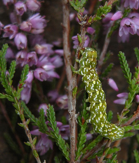 Chenille sur Callune, tourbire du Relecq, Plounour-Mnez (Finistre), 12 septembre 2008, photo Franois Sit.