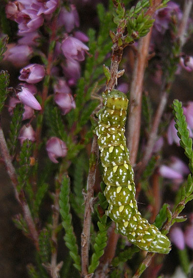 Chenille sur Callune, tourbire du Relecq, Plounour-Mnez (Finistre), 12 septembre 2008, photo Franois Sit.